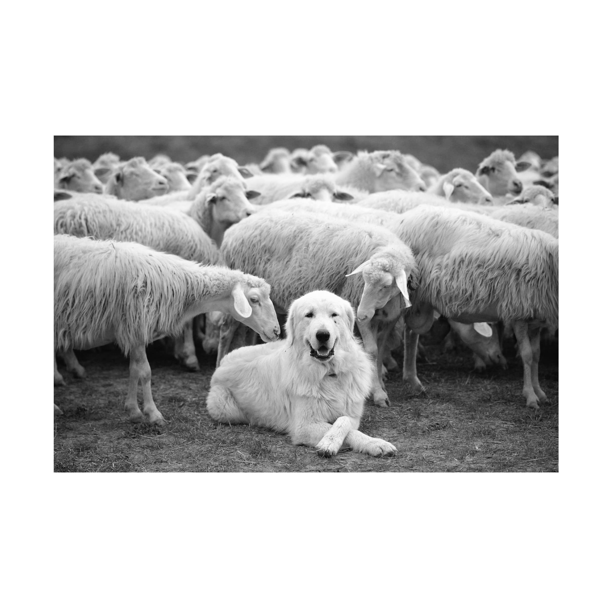 Trademark Fine Art 'The Boss Dog' Canvas Wall Art by Lucian Constantin - Premium Home & Office Decor for Dog Lovers