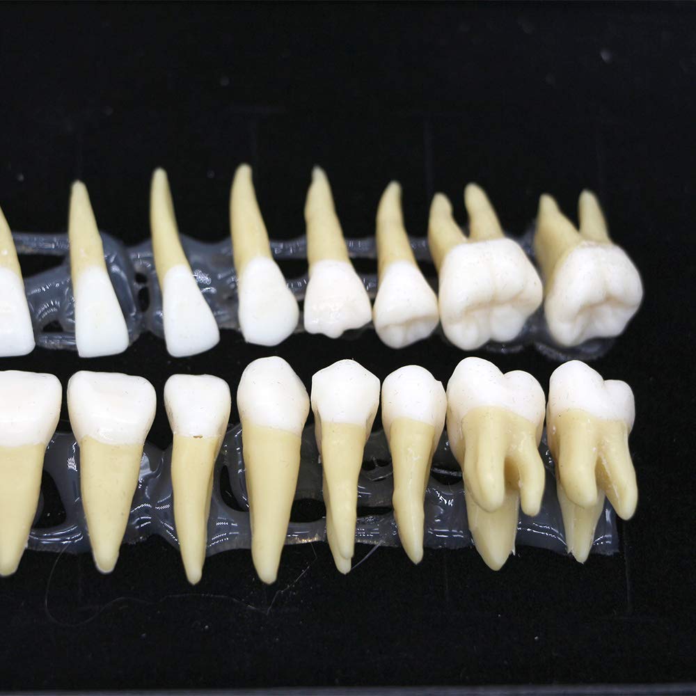 BOMAOER® 28-Piece 1:1 Dental Demonstration Model - Permanent Teeth Teaching Study Kit for Dentists & Students - Perfect for Dental Education, Training & Practice