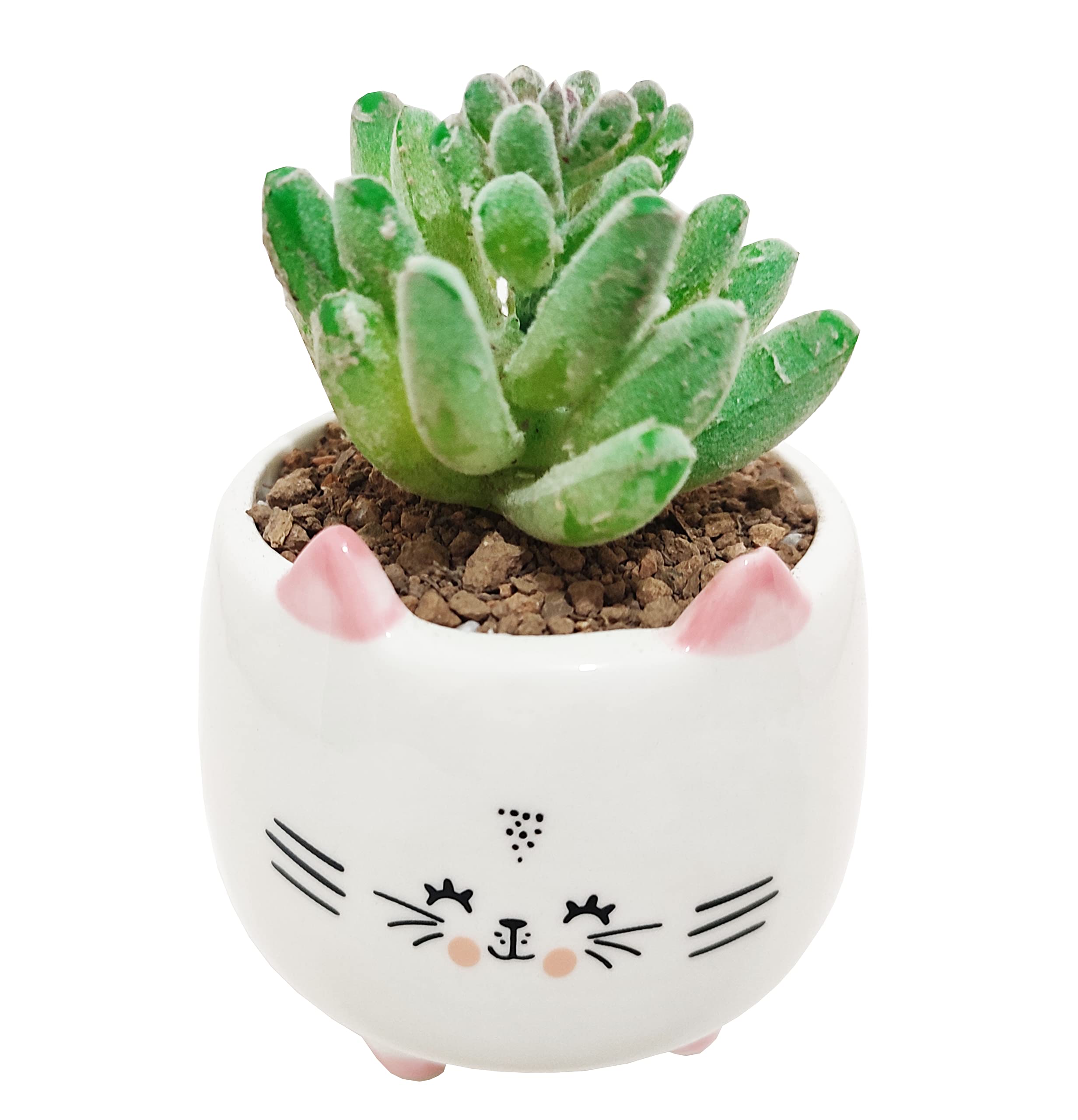Cute 3.14 Inch Animal Shaped Ceramic Succulent Planter - Cat Design Flower Pot for Cactus & Small Plants, Home Office Garden Decor (Plant Not Included) | Perfect for Windowsills, Desks & Gift Giving