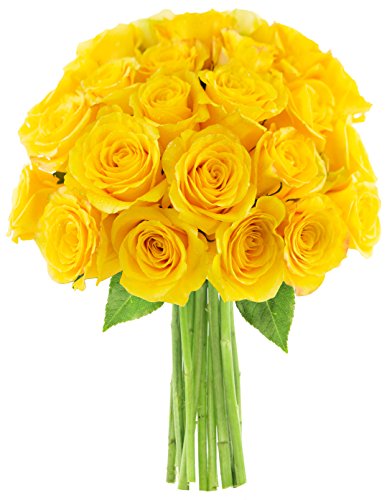 Yellow Rose