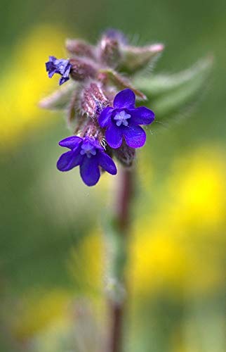 20x30 Inch Blue Cornflower Wild Camp Laminated Poster - Vibrant Colors & High-Quality Print - Perfect for Home, Office & Dorm Decor - Fits Standard Frames