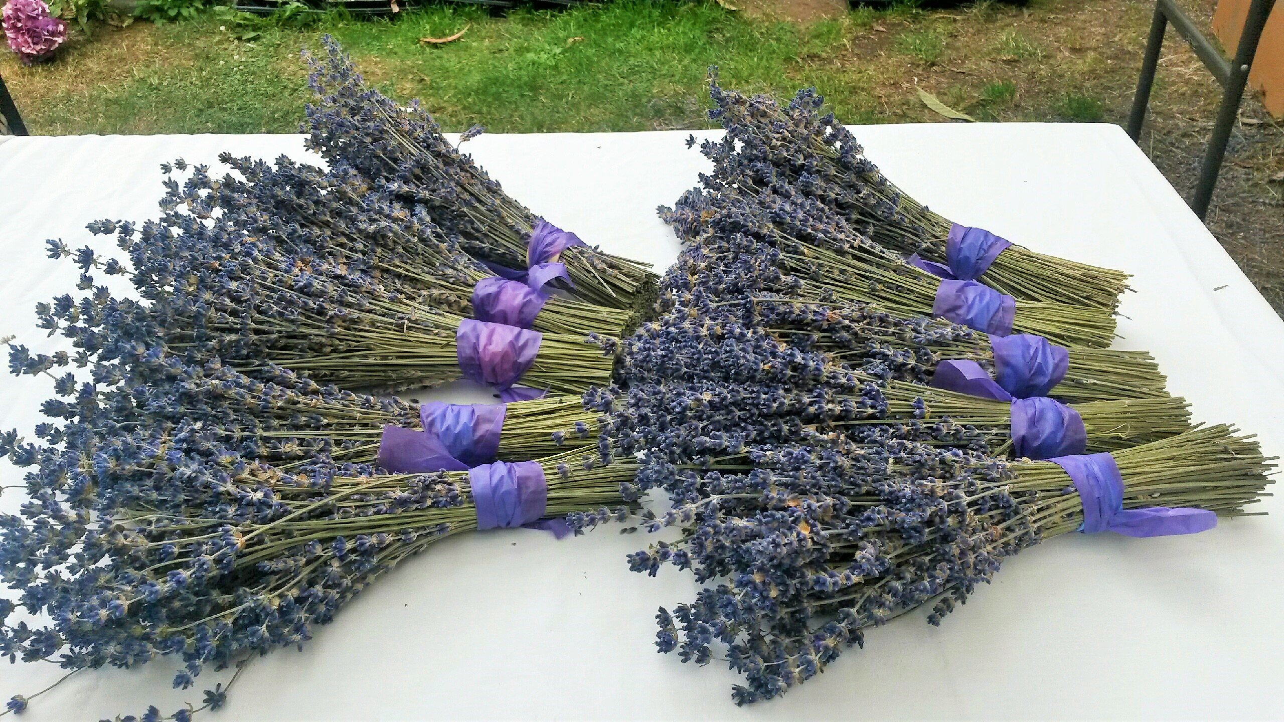 Findlavender 100% Natural Dried Lavender Bundles (14