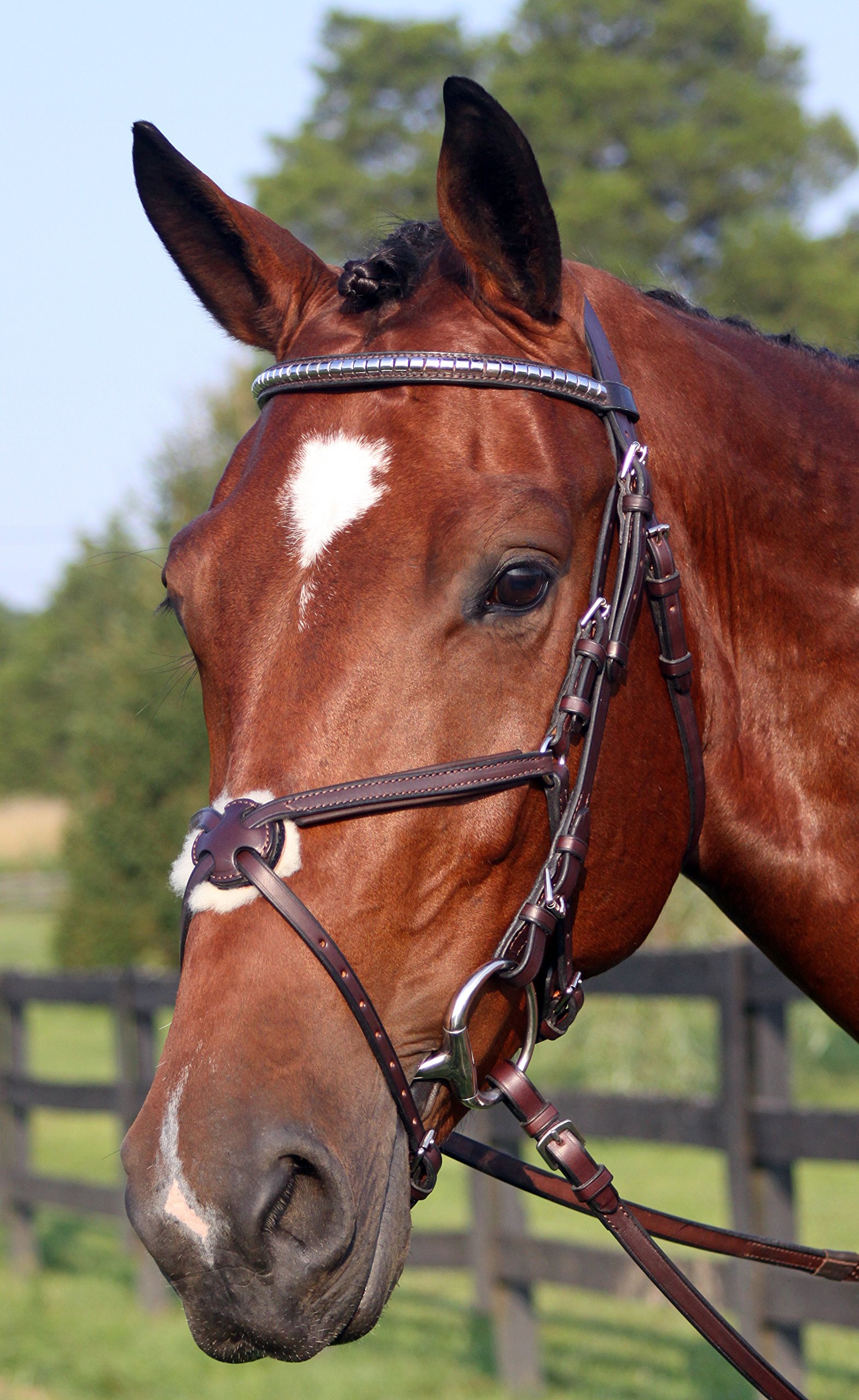 Figure 8 Padded Event Bridle with Clincher Browband - Oversize Havana Brown Equestrian Horse Riding Equipment for Dressage & Show Jumping