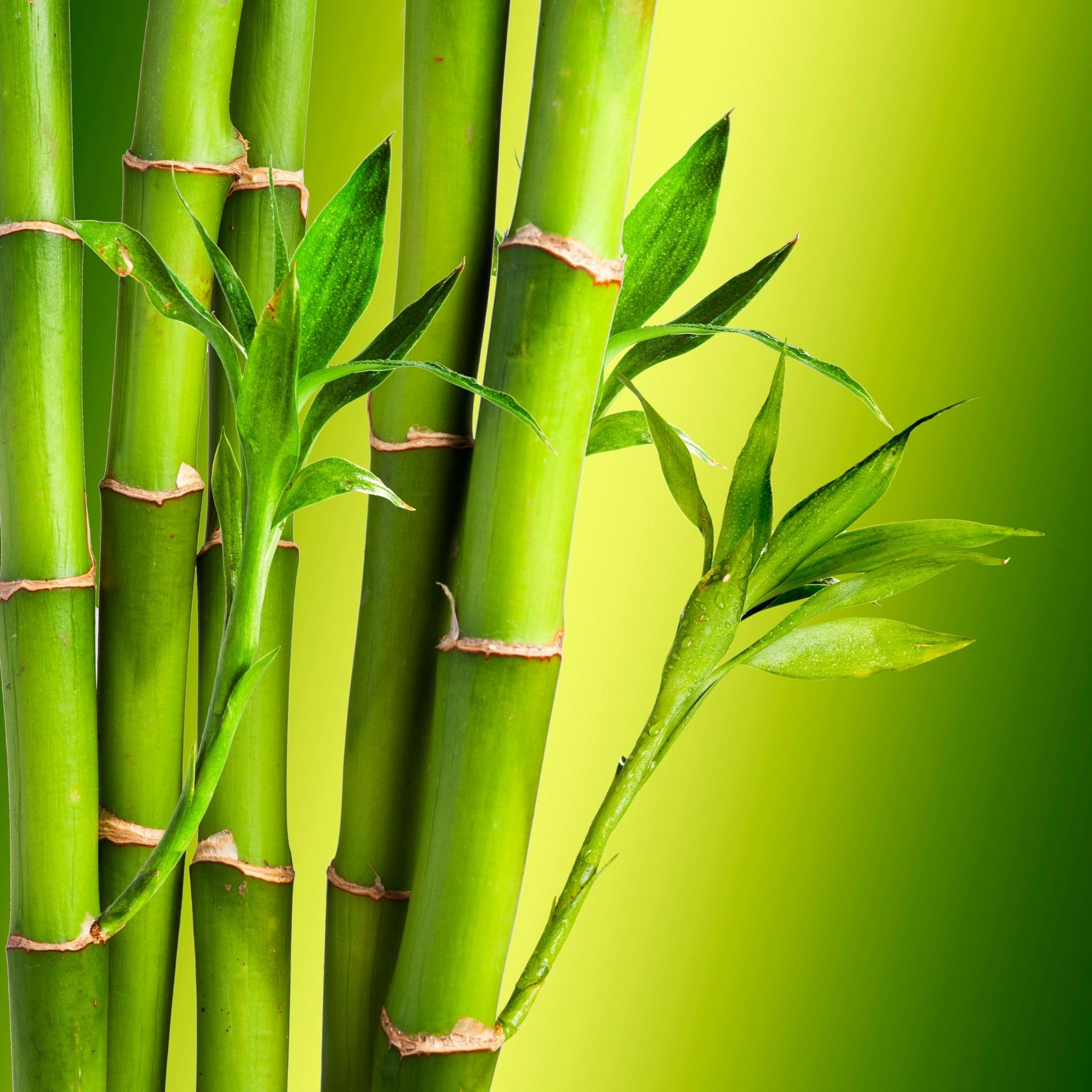 Premium Bamboo & Teak Scented Oil - Natural Aromatherapy Essential Oil for Home, Spa & Relaxation - Perfect for Diffusers, Candles & Massage Therapy