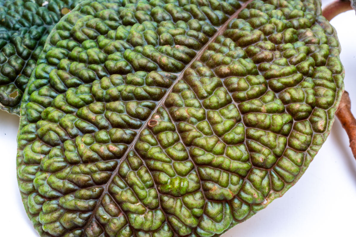 Ardisia Dino - Premium Indoor House Plant for Home & Office Decor | Perfect for Living Rooms, Bedrooms & Workspaces