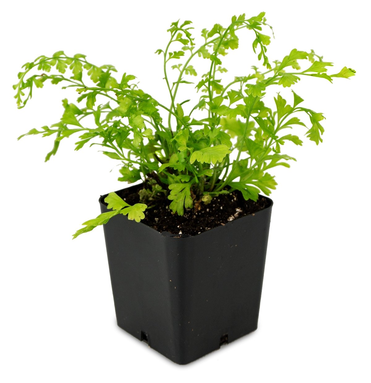 Sprig & Stone Live Mini Ferns Terrarium Plants (Mother) - Perfect for Indoor Terrariums, Fairy Gardens & Home Decor