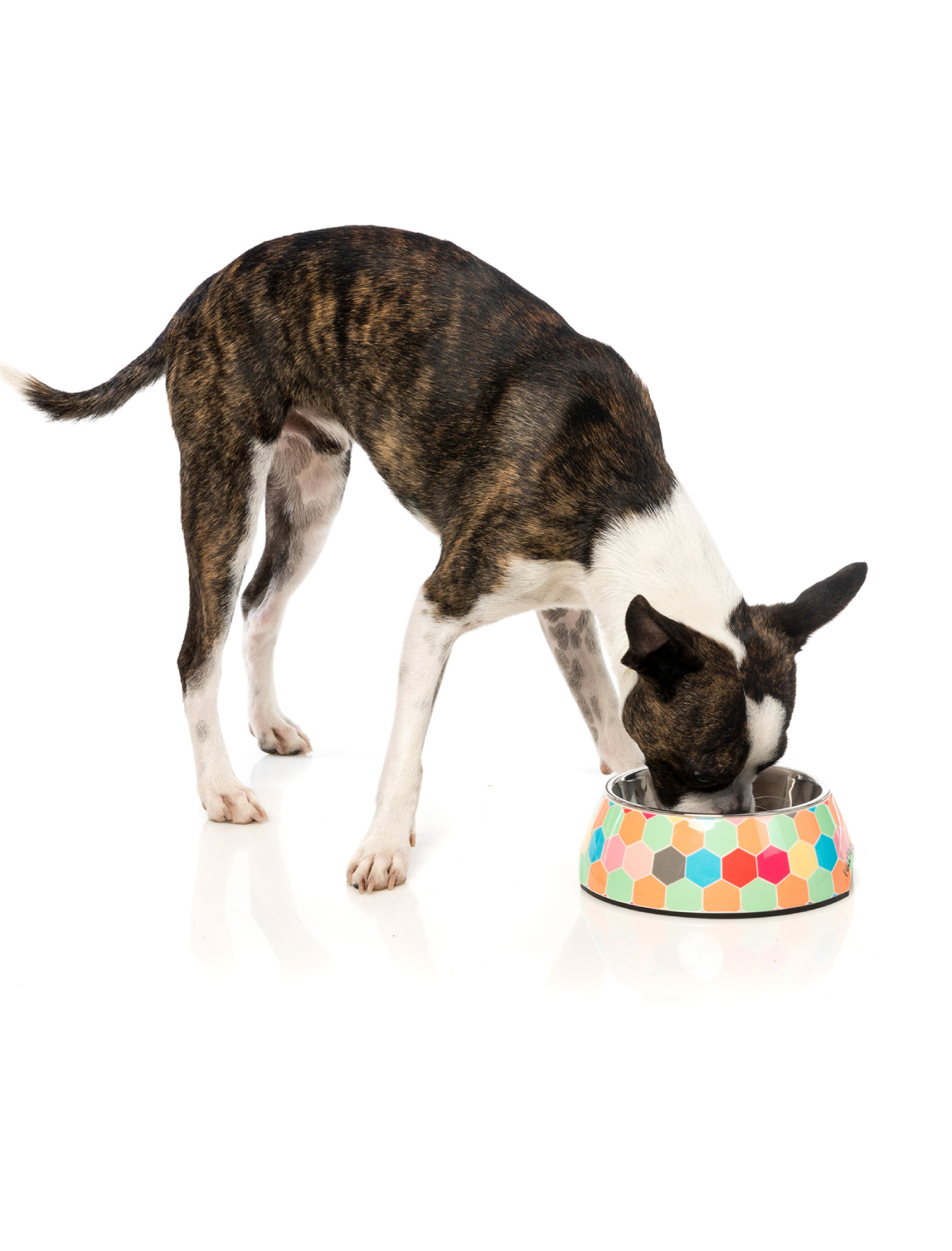 FuzzYard Easy Feeder Pet Bowl - The Hive Non-Slip Slow Feeder Dog Bowl (3 Sizes: Small, Medium, Large) for Mealtime Fun & Portion Control - Perfect for Puppies, Small & Large Dogs at Home or Travel