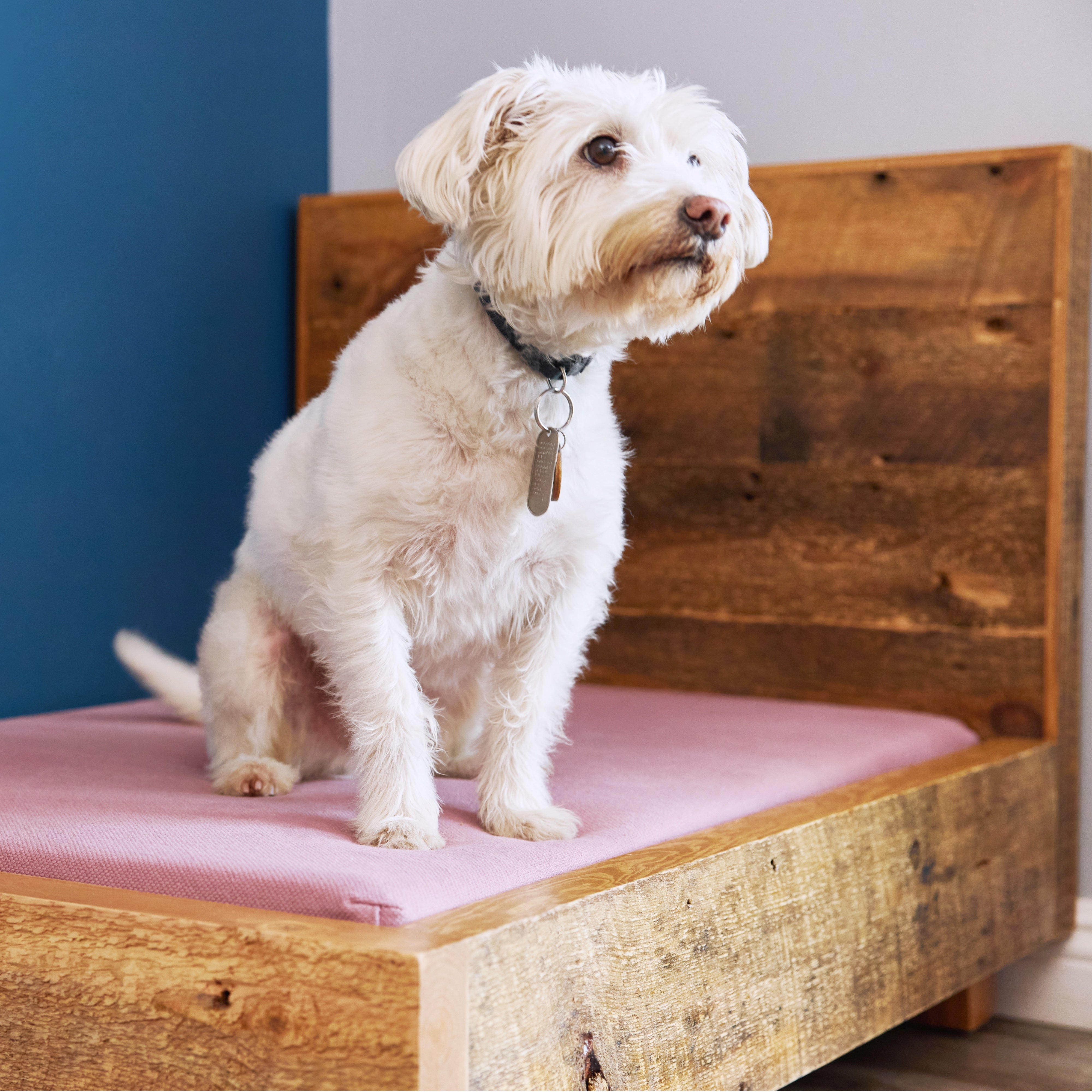 Premium Elevated Dog Bed Frame - Orthopedic Cooling Pet Cot for Small, Medium & Large Dogs - Indoor & Outdoor Use - Perfect for Backyard, Patio, Kennel & Travel