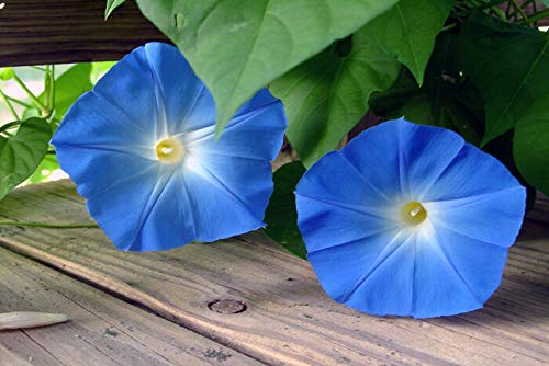 Morning Glory Seeds - Powder Puff Blue (20 Seeds) | Long Blooming Season with Vibrant Blue Flowers | Perfect for Garden Borders, Trellises & Container Gardening