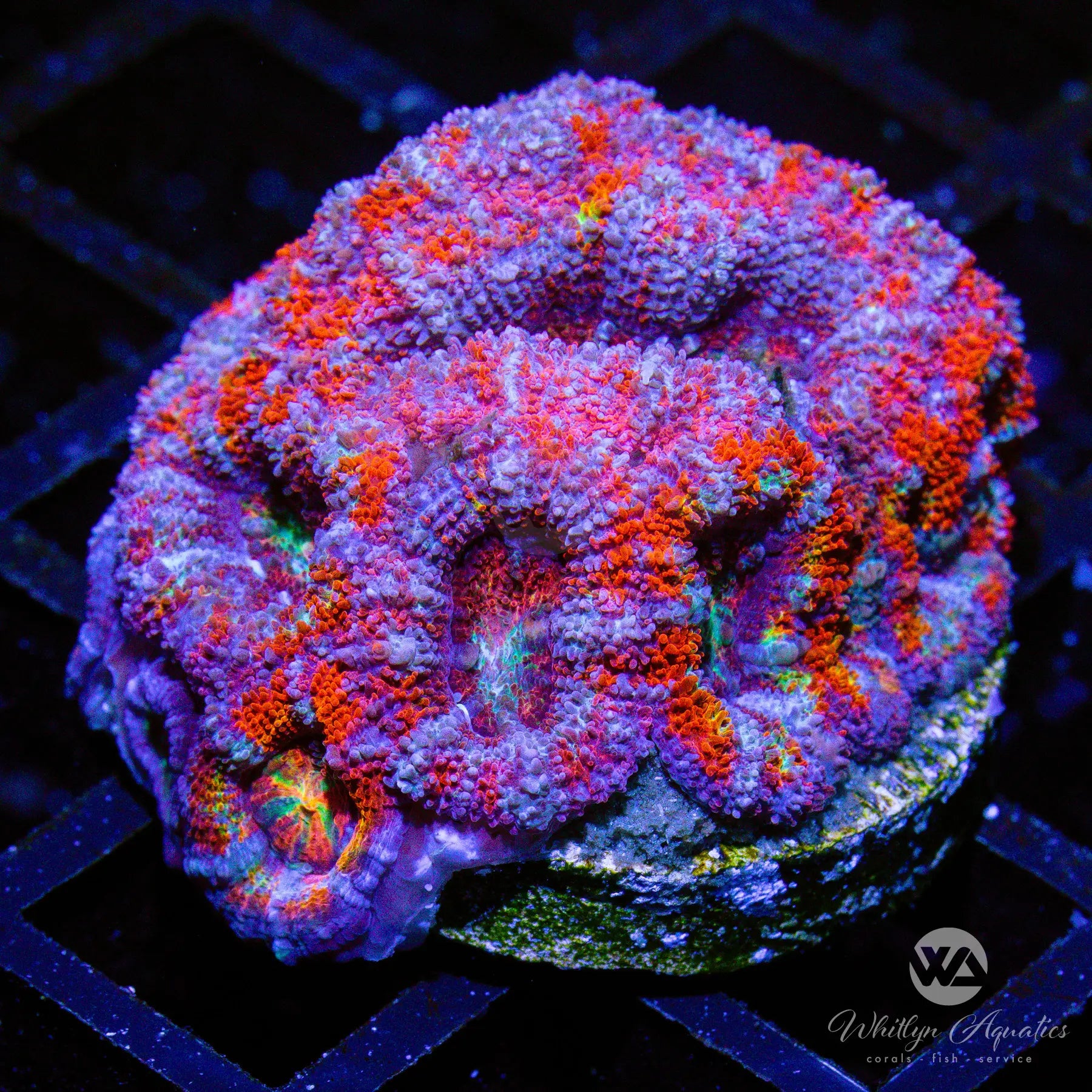B16 WA Cotton Candy Acan Coral - Premium WYSIWYG Live Coral for Saltwater Aquariums | Perfect for Reef Tanks & Marine Displays