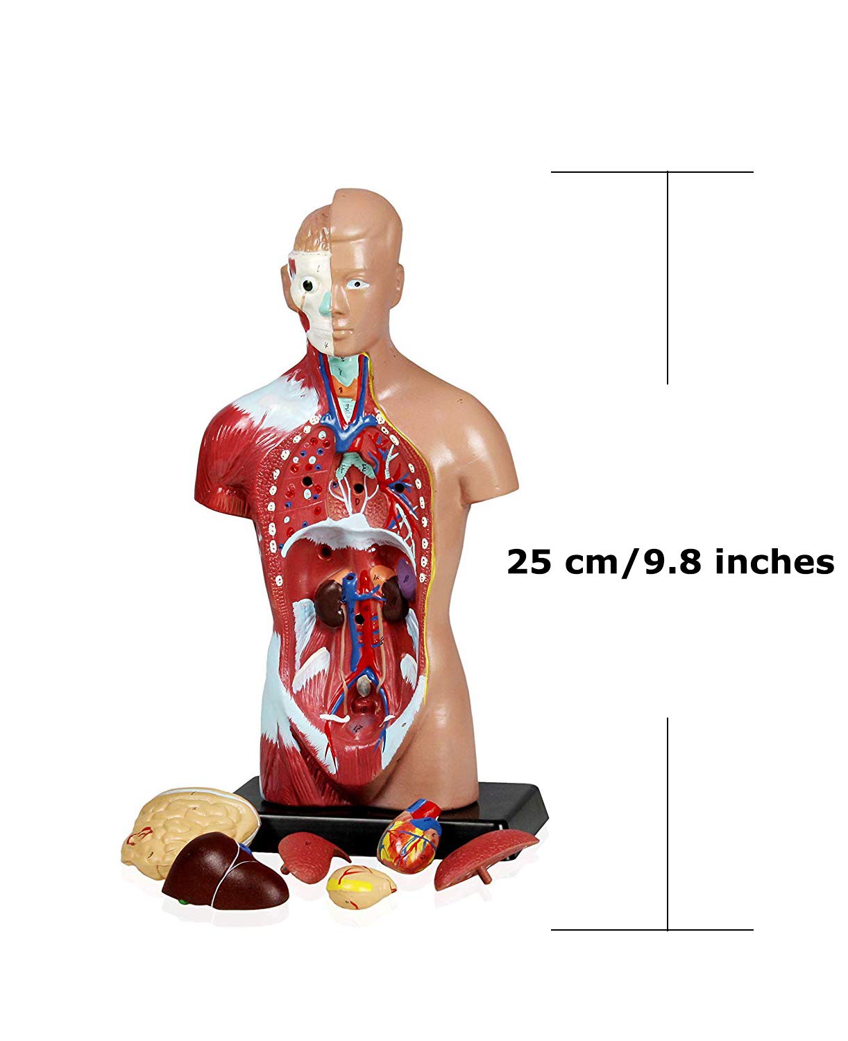 Jackson Global JBM-B13 Human Anatomy Model Set - 3-Piece Learning Kit with Skeleton, Torso & Teeth with Brush | STEM Educational Tools for Elementary & High School Students | Includes Manual & Portable Carrying Case | Perfect for Classroom Demonstrations, Homeschooling & Science Fairs