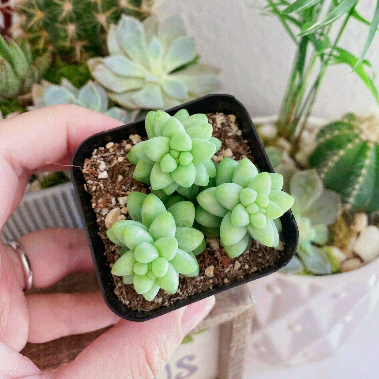 Live Sedum Morganianum 'Burro's Tail' Succulent Plant - 2 Inch Potted Donkey Tail Succulent for Home Decor, Office Desk & Garden - Easy Care Indoor Outdoor Houseplant
