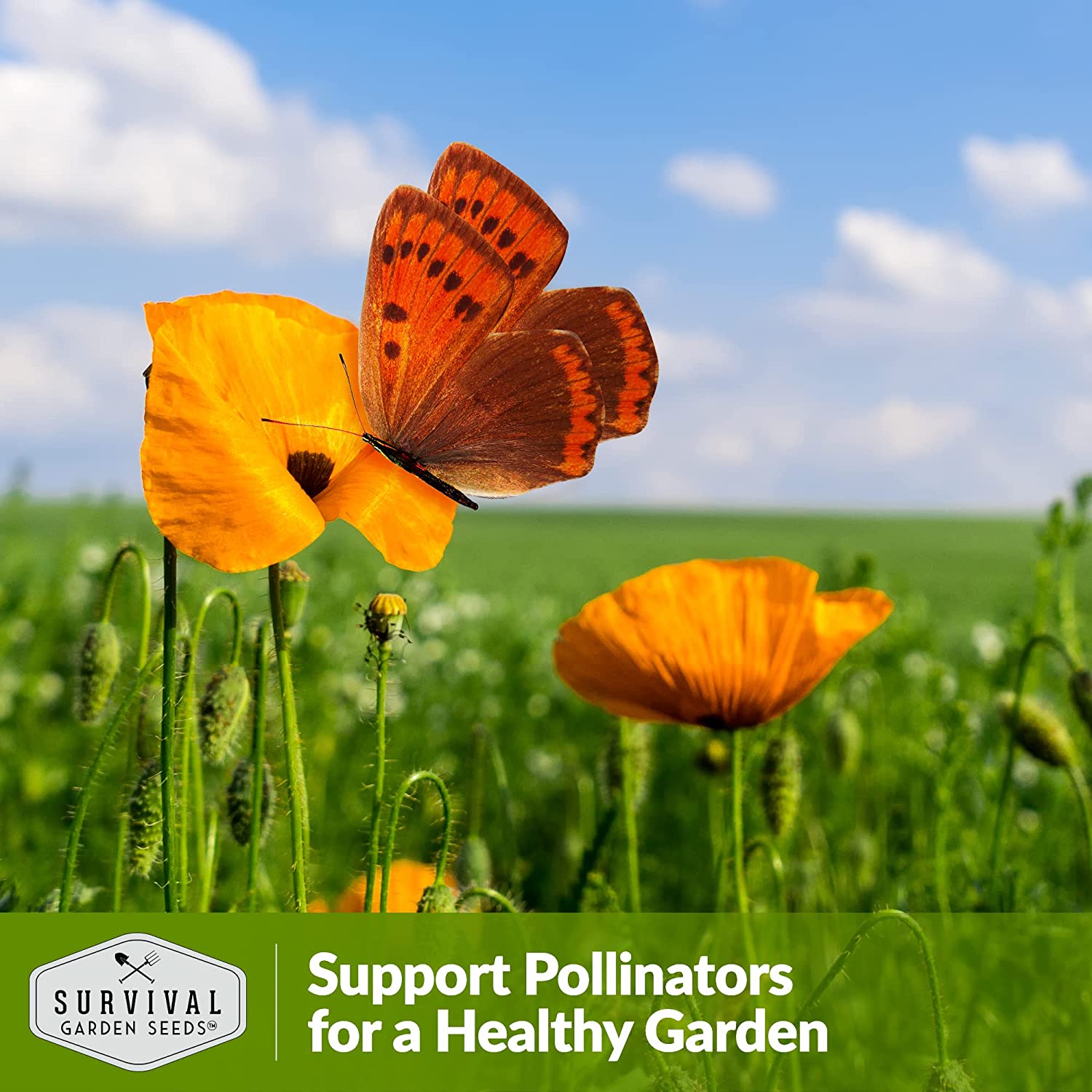 California Poppy Seeds - Organic, Non-GMO, Heirloom Variety for Planting & Gardening - Perfect for Wildflower Gardens, Landscaping & Pollinator-Friendly Yards