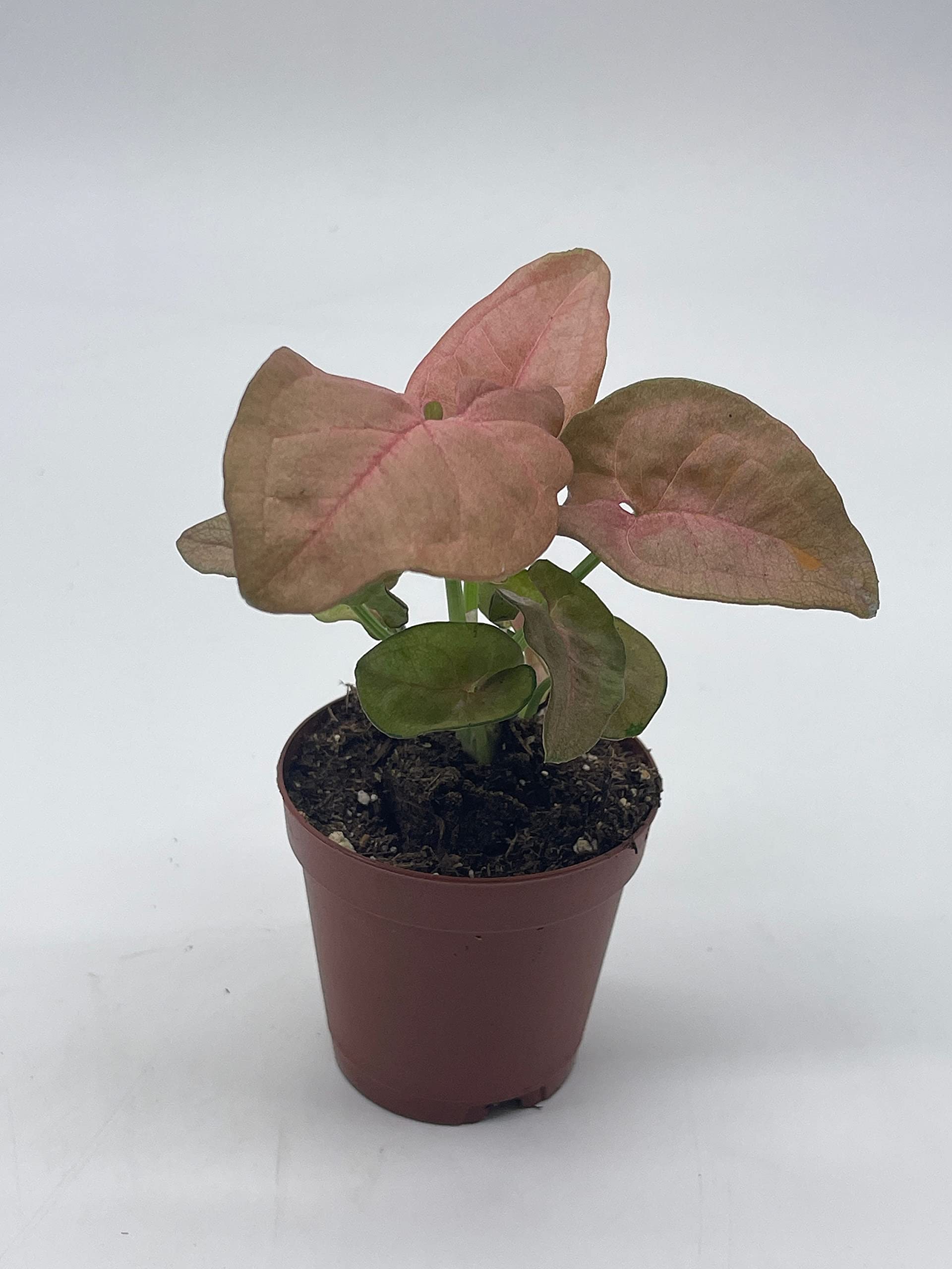 Syngonium Pink Strawberry Live House Plant - Well Rooted Starter in 2 Inch Pot | Perfect for Home Decor, Office Desk & Indoor Gardening