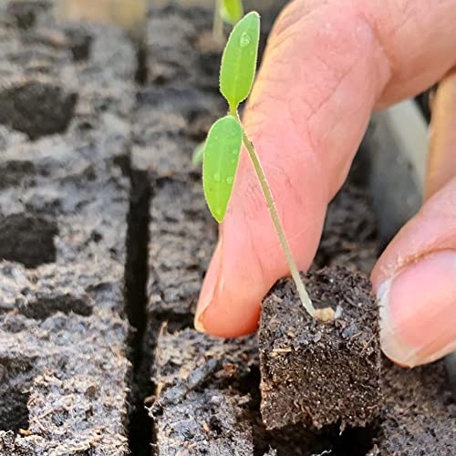 Ladbrooke Authentic Soil Block Maker Micro 20 - Handheld Soil Blocker for Seed Starting | Made in England | Perfect for Home Gardening & Organic Farming