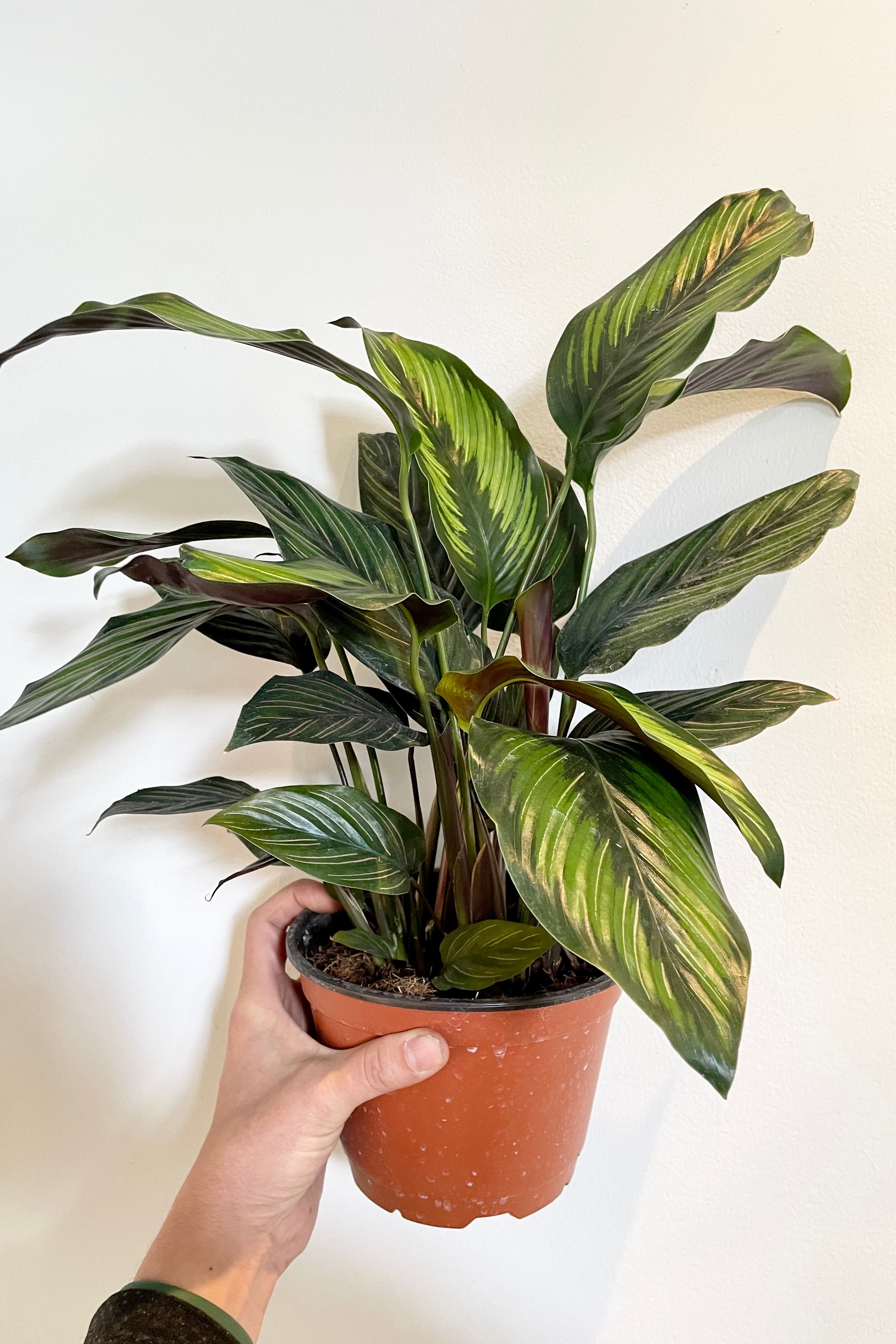Calathea 'Beauty Star' 6 Inch Live Plant - Rare Tropical Indoor Houseplant with Striking Striped Leaves | Perfect for Home Decor, Office Spaces & Low Light Areas