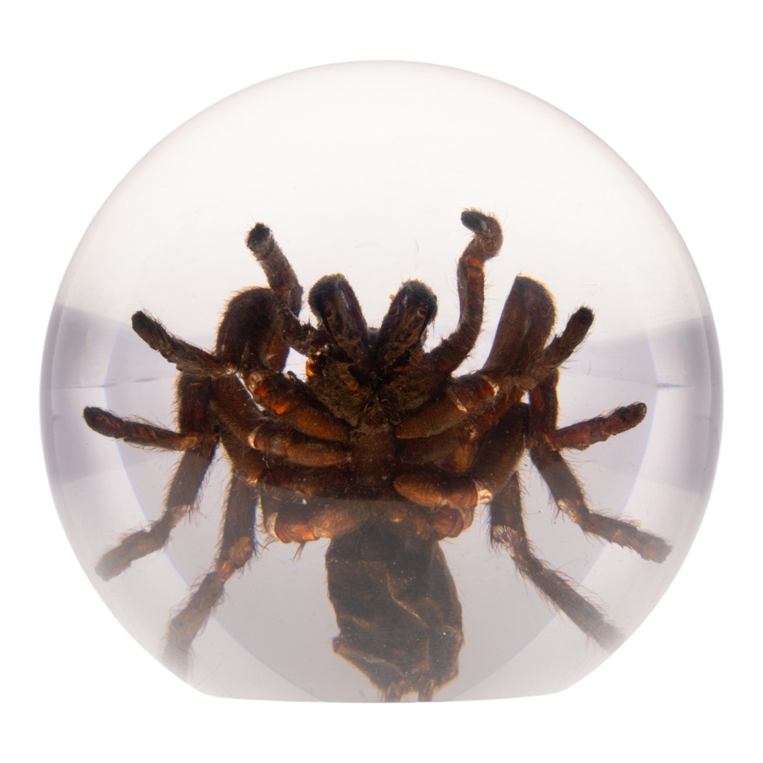 Real Tarantula in Acrylic Globe - Preserved Spider Specimen for Science Display, Home Decor & Halloween Collection - Perfect for Entomology Lovers, Gothic Decor & Unique Gift Ideas