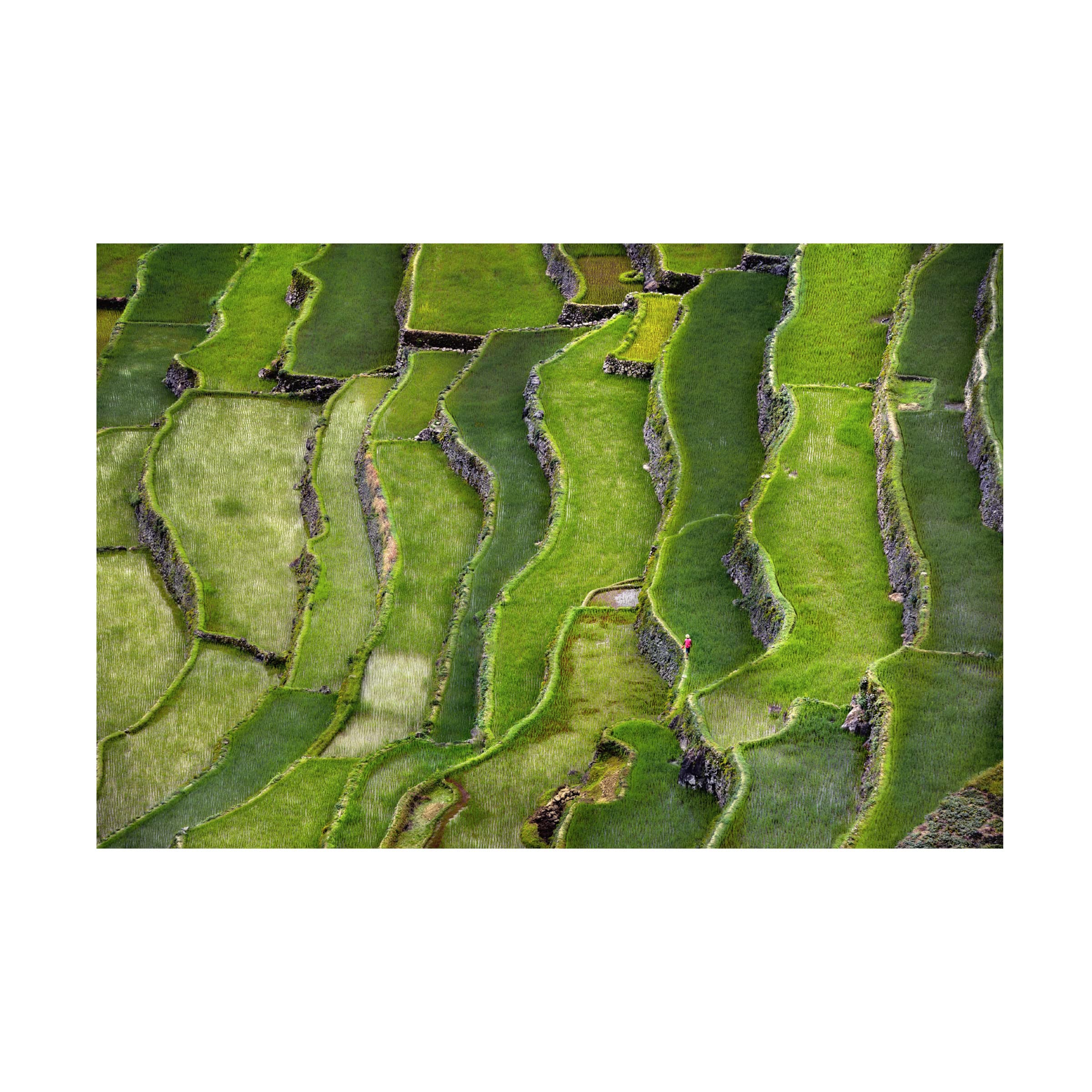 Trademark Fine Art 'Terrace Walking' Canvas Wall Art Print by Izidor Gasperlin - Modern Home Decor for Living Room, Bedroom & Office