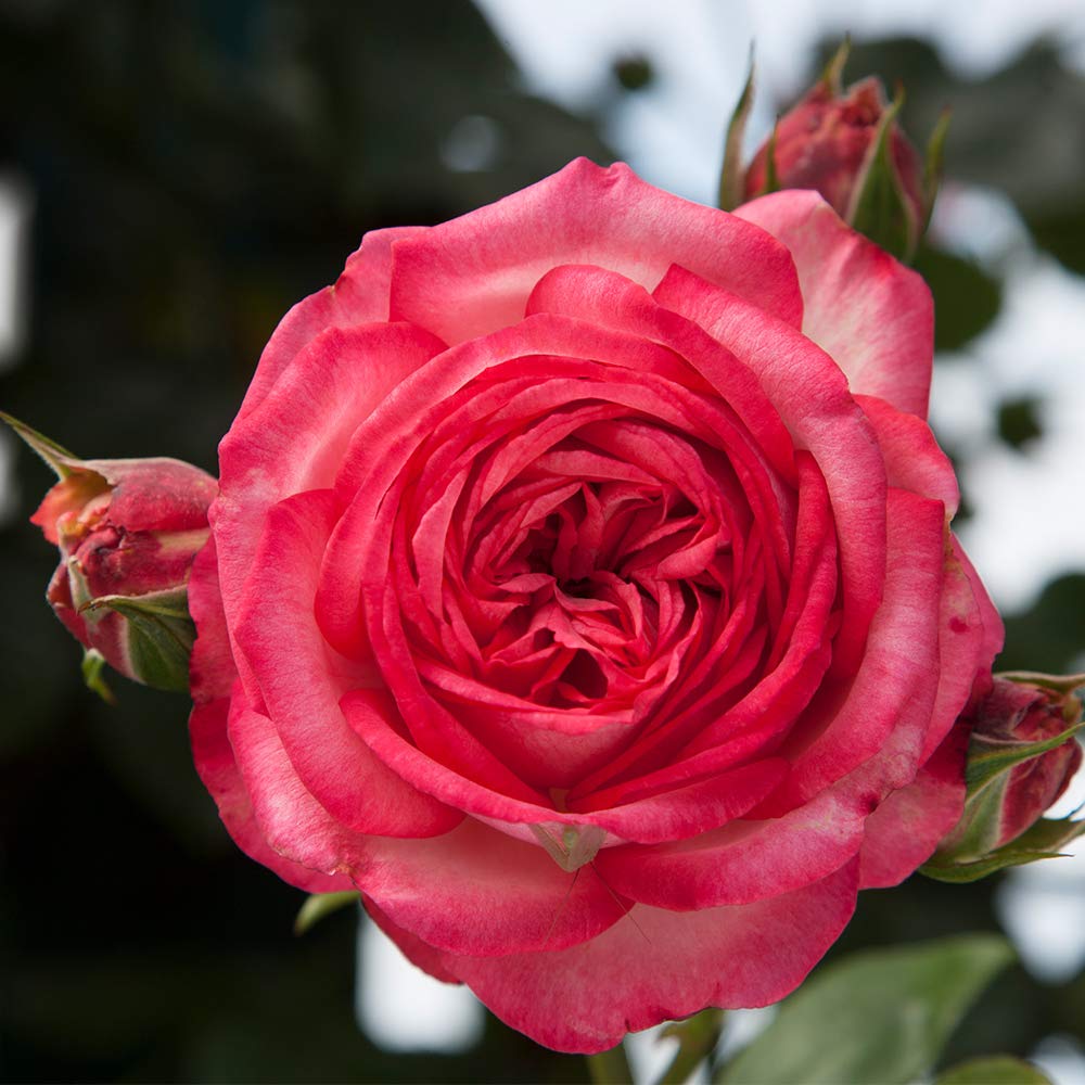 Heirloom Roses Antique Pink Rose Bush - Climbing Roses Live Plant for Outdoor Garden Planting | Perfect for Trellises, Fences & Romantic Landscapes