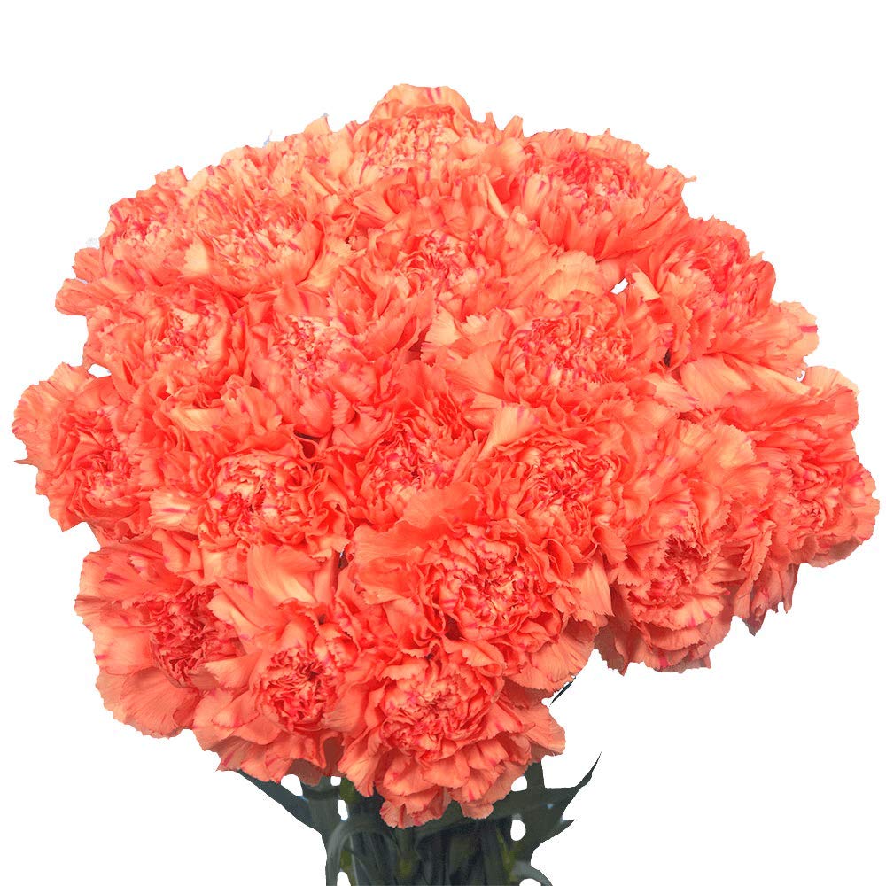 400 Fresh Cut Orange Carnations - Bulk Flowers for Mother's Day, Valentine's Day, Christmas, Anniversary, Birthday & Special Events - Long-Lasting Fresh Cut Stems for Bouquets, Centerpieces & Floral Arrangements