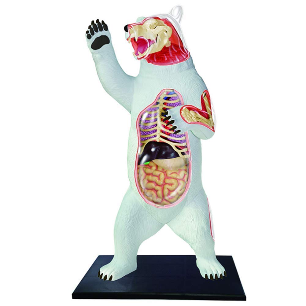 4D White Bear Anatomical Model - 36 Detachable Organ Parts for Medical Teaching & Biology Education | STEM Learning Toy for Kids | Perfect for Classroom Demonstrations & Homeschool Science Projects