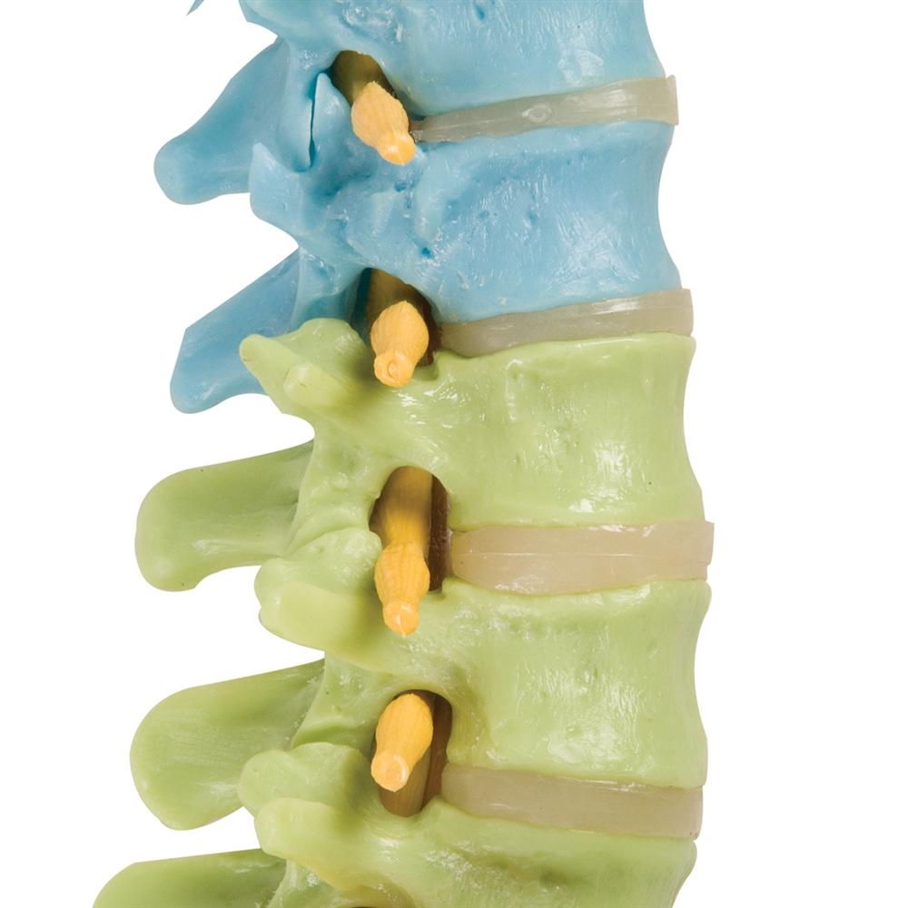 Didactic Flexible Spine Model - Anatomical Human Vertebral Column for Medical Education & Training | Perfect for Classrooms, Labs & Chiropractic Studies