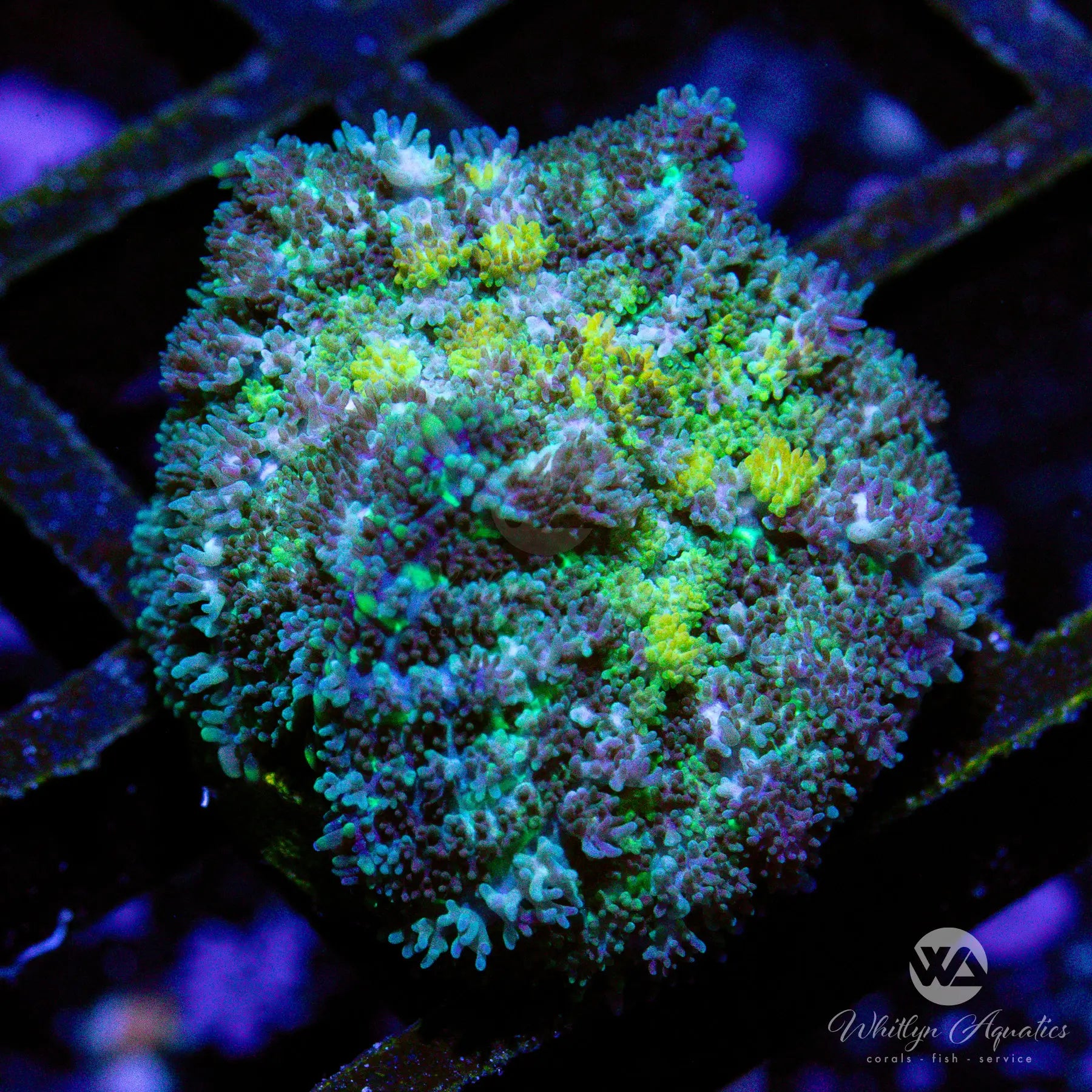 C31 WA Emerald Rhodactis Mushroom Coral - WYSIWYG Live Coral for Saltwater Aquariums | Perfect for Reef Tanks & Marine Displays