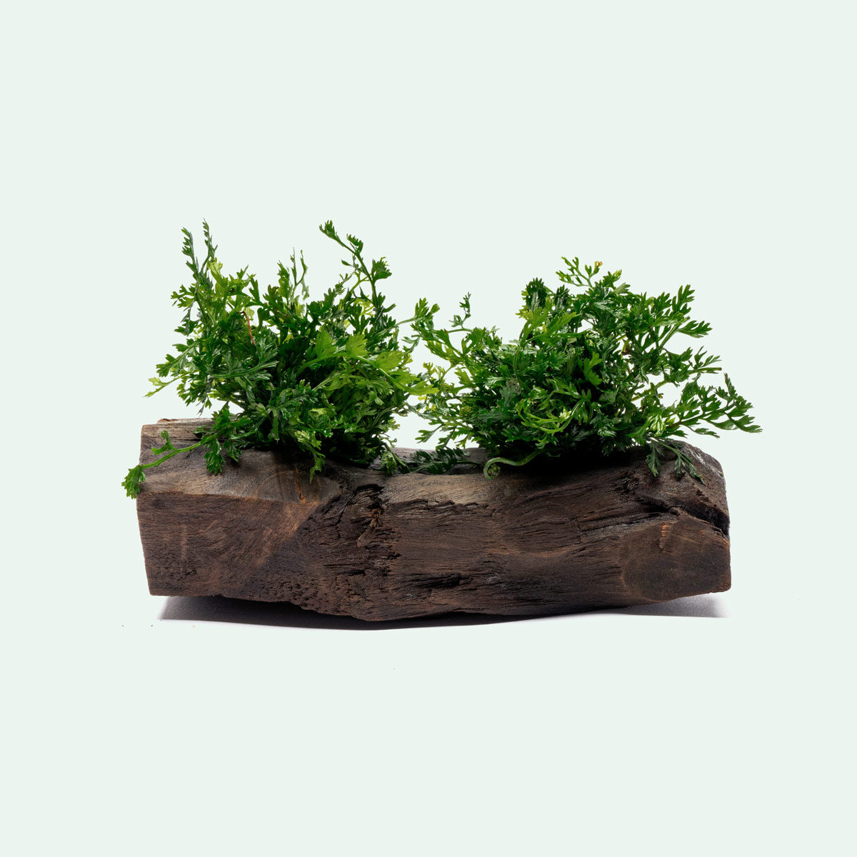 Bolbitis Difformis ‘Mini’ Aquatic Plant for Aquarium - Perfect for Driftwood Decoration & Nano Tanks | Enhance Your Underwater Scenery