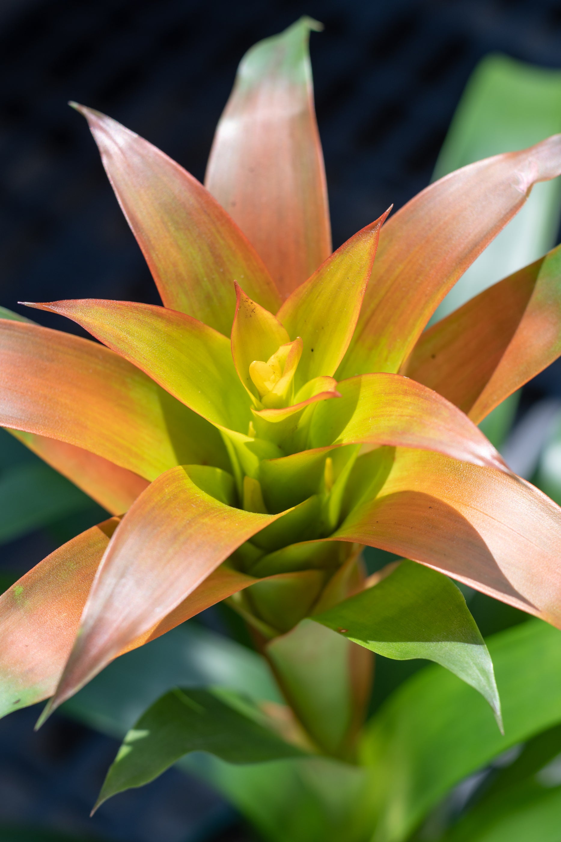 Bromeliad Guzmania Hybrid 6