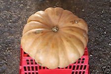 Organic Long Island Cheese Pumpkin Seeds - 20 Count | Sweet, Edible & Delicious Heirloom Variety for Baking, Cooking & Fall Decor