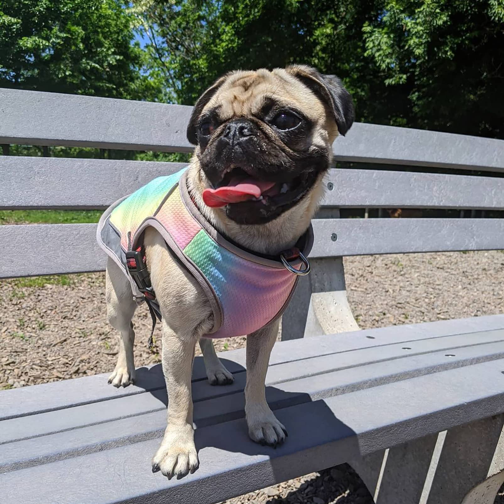 Adjustable Dog Cooling Vest with Reflective Strip - Breathable Sun Protection Jacket for Dogs | Anxiety Relief & Heat Relief for Summer Walks, Hiking & Outdoor Activities