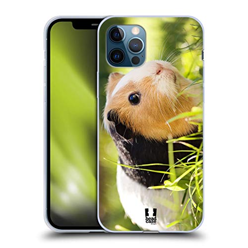 Guinea Pig Pet