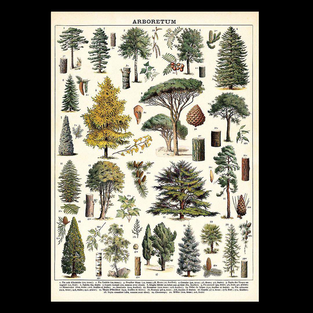 Arboretum Poster Wrap - Botanical Wall Art for Home & Office Decor | Perfect for Living Room, Bedroom, or Classroom Decoration
