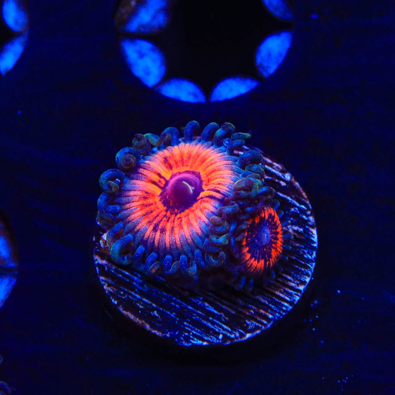 Everlasting Gobstopper Zoanthids Coral - Vibrant Saltwater Coral for Reef Aquariums | Perfect for Marine Tanks & Coral Frag Racks