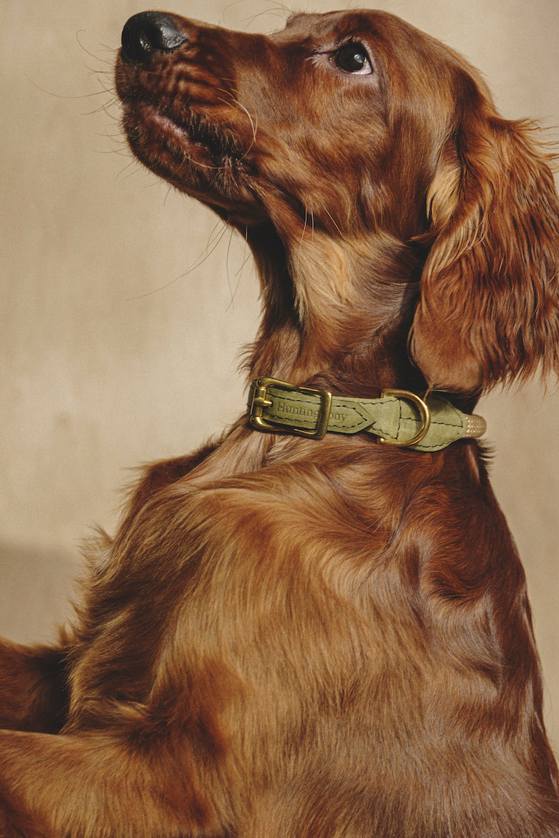 Premium Makarony Beige Rope Leash & Green Collar Set for Dogs – Durable, Stylish Walking Kit for Small & Medium Breeds – Perfect for Outdoor Adventures, Training & Daily Walks