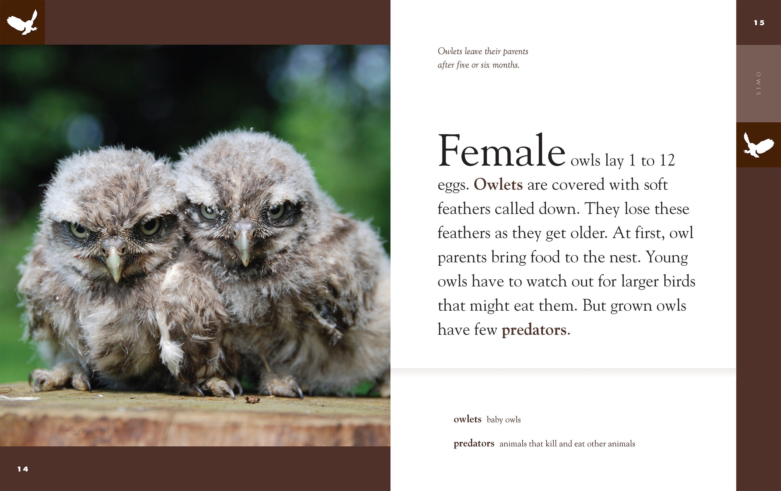 Amazing Animals (2014): Owls - Nature Documentary Film | Learn About Owl Species, Habitats & Behaviors | Perfect for Wildlife Enthusiasts & Educational Screenings