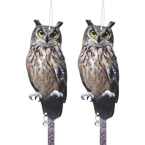 Amazed Eagle 2pcs