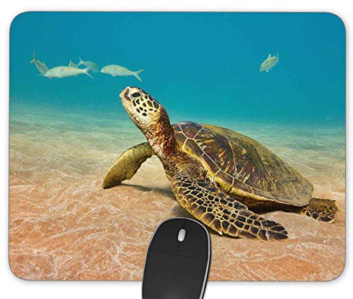 Sea Turtle