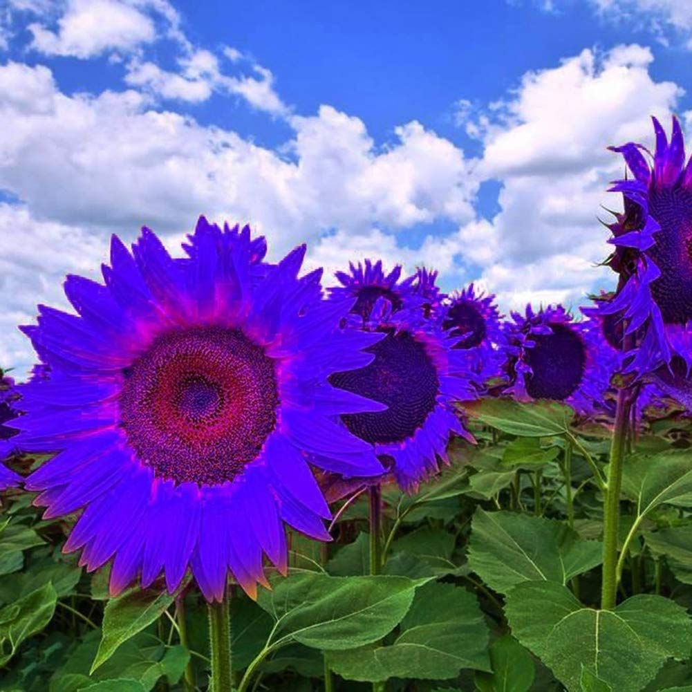 Non-GMO Purple Sunflower Seeds for Planting - Beautiful Ornamental Flowers for Home Garden, Yard, Farm & Office Decor | Perfect for Landscaping, Wedding Bouquets & DIY Crafts