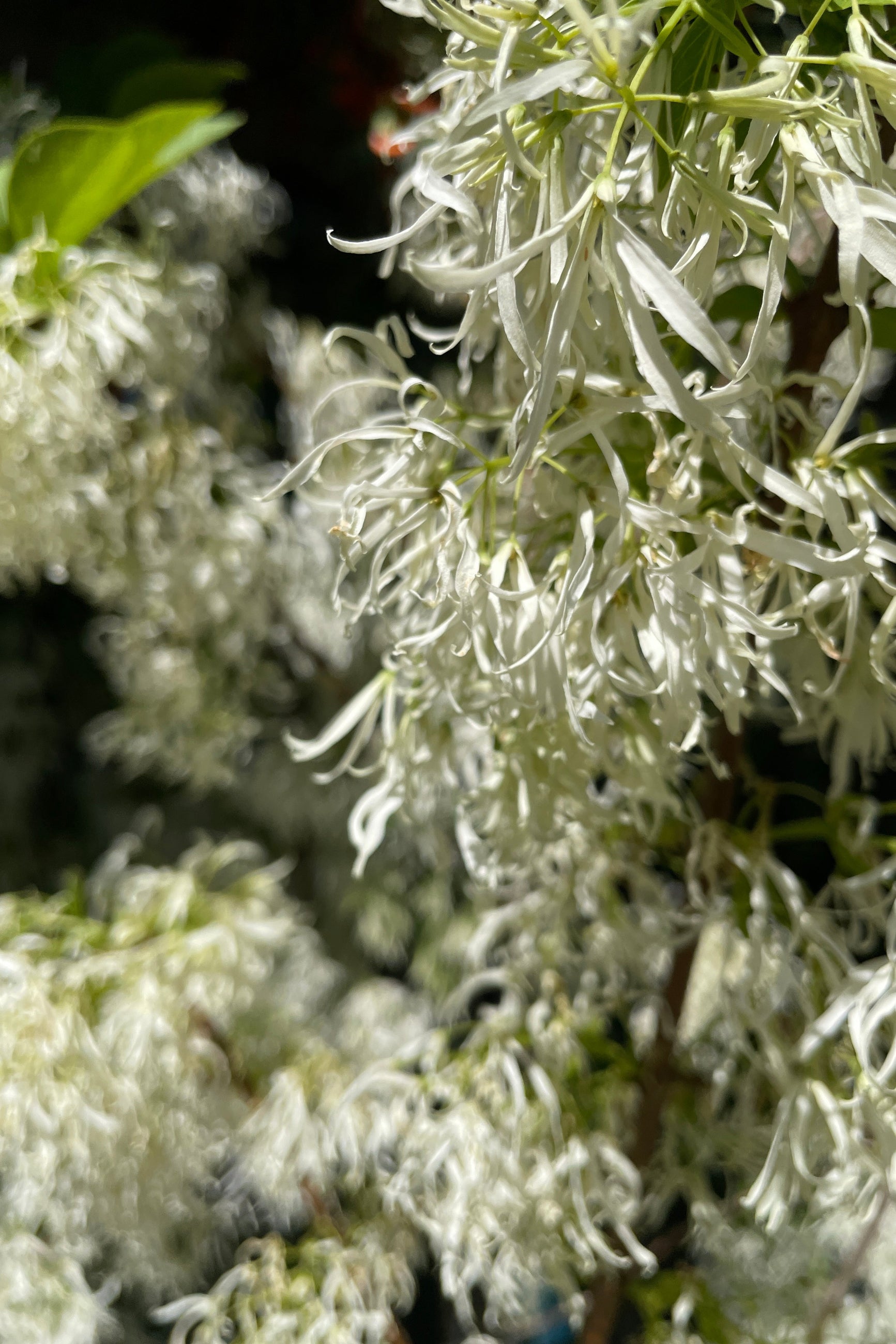 Chionanthus virginicus (White Fringetree) #10 Live Plant - Fragrant Spring Blooms, Fall Berries | Perfect for Landscaping, Gardens & Pollinator-Friendly Yards