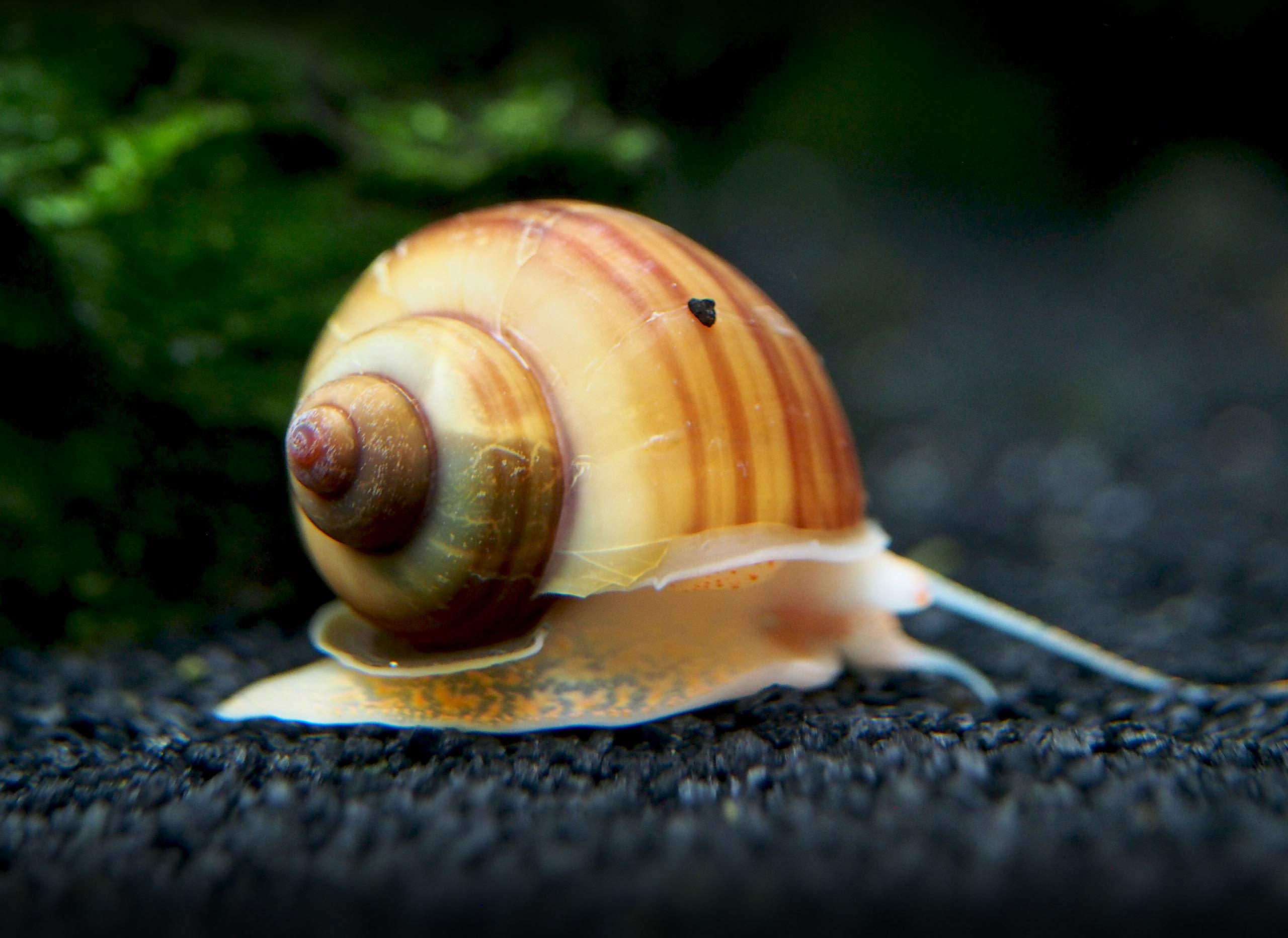 30 Live Albino Mystery Snails for Freshwater Aquariums | Biofilm Eater & Tank Cleaner | Nano Fish Tank Pets | Glass Cleaning Snails | Aquarium Decorations for Home & Office Use