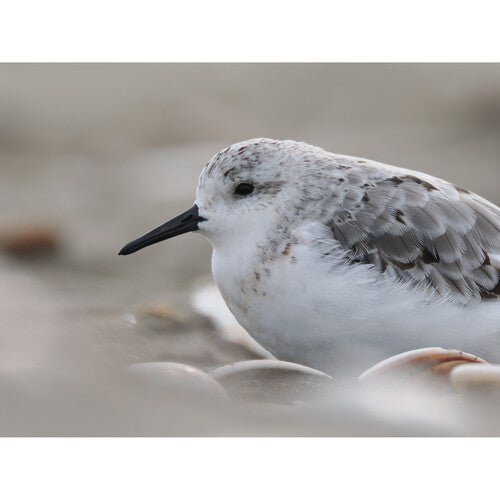 OM SYSTEM M.Zuiko Digital ED 150-600mm f/5-6.3 IS Super Telephoto Zoom Lens for Micro Four Thirds Cameras - Perfect for Wildlife, Sports & Nature Photography