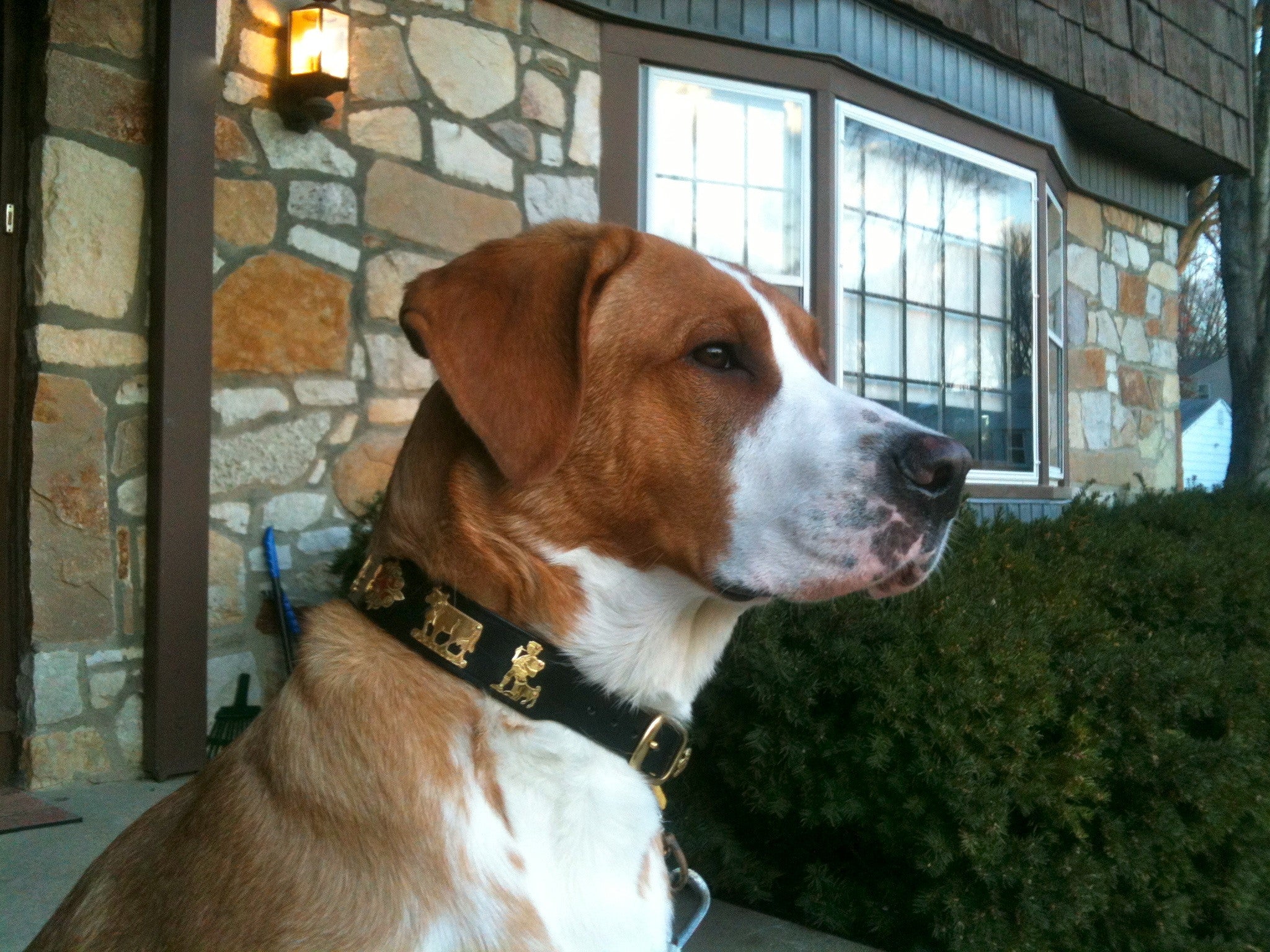 1 1/4 Inch Medium Contemporary Swiss Dog Collar - Stylish & Durable Pet Accessory for Daily Walks, Training & Outdoor Adventures