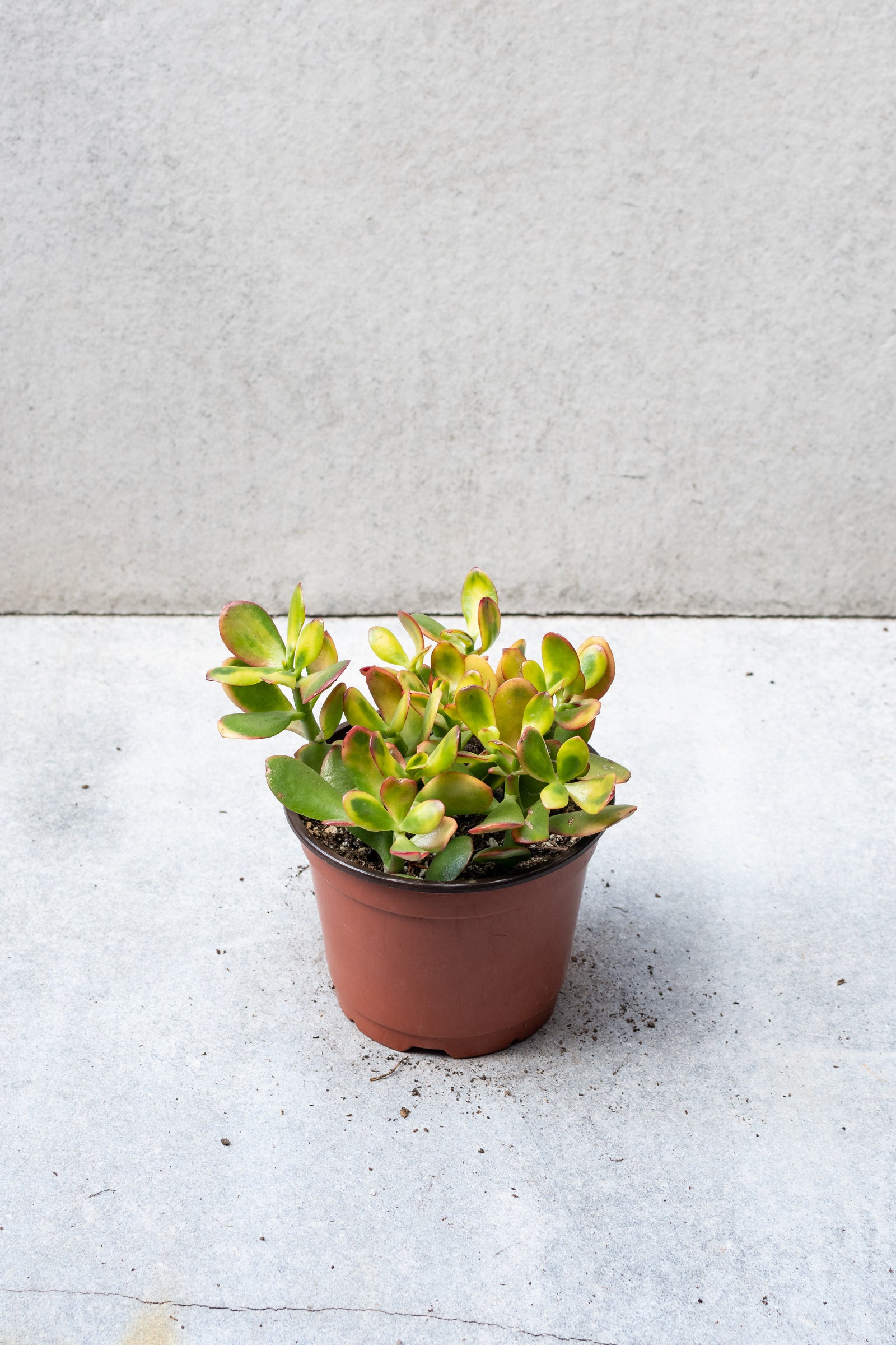 Crassula Ovata 'Hummel's Sunset' - 6 Inch Jade Plant - Golden Succulent for Home Decor, Office Desk, and Garden Landscaping