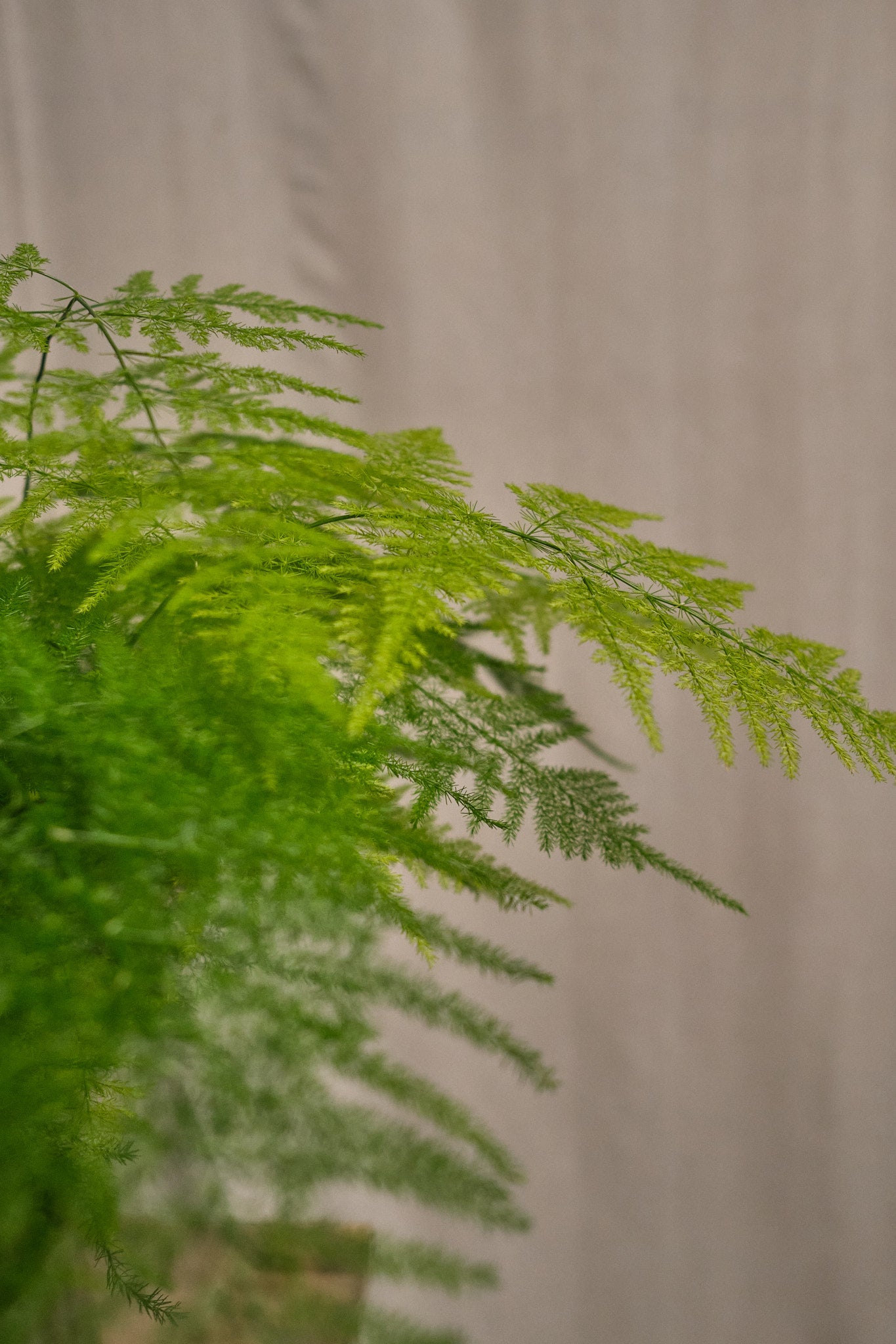 Buy Asparagus Setaceus Fern - Lush Green Indoor Houseplant for Home & Office Decor | Perfect for Living Rooms, Bedrooms, and Balconies