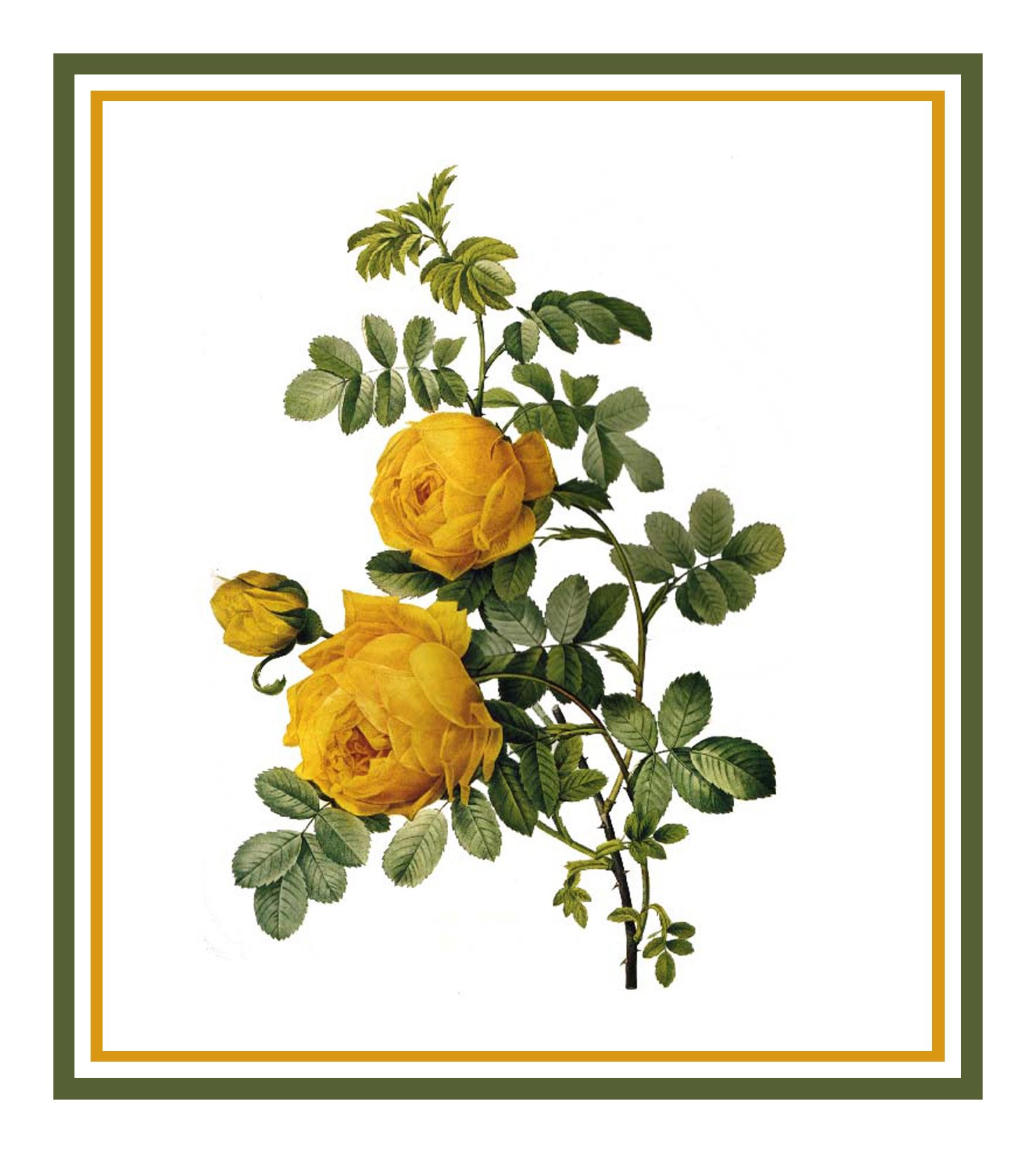 Orenco Originals Sulfur Rose Flower Counted Cross Stitch Kit - Redoute Inspired Floral Embroidery Pattern for DIY Home Decor & Gift Making