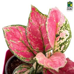 Aglaonema Red Chinese Evergreen Indoor Plant - Perfect for Home, Office & Low Light Spaces