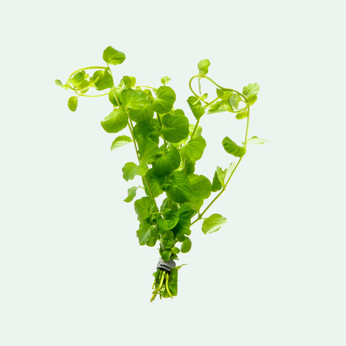 Lysimachia Nummularia (Creeping Jenny) - Golden Ground Cover Plants for Garden Landscaping, Hanging Baskets & Container Gardening