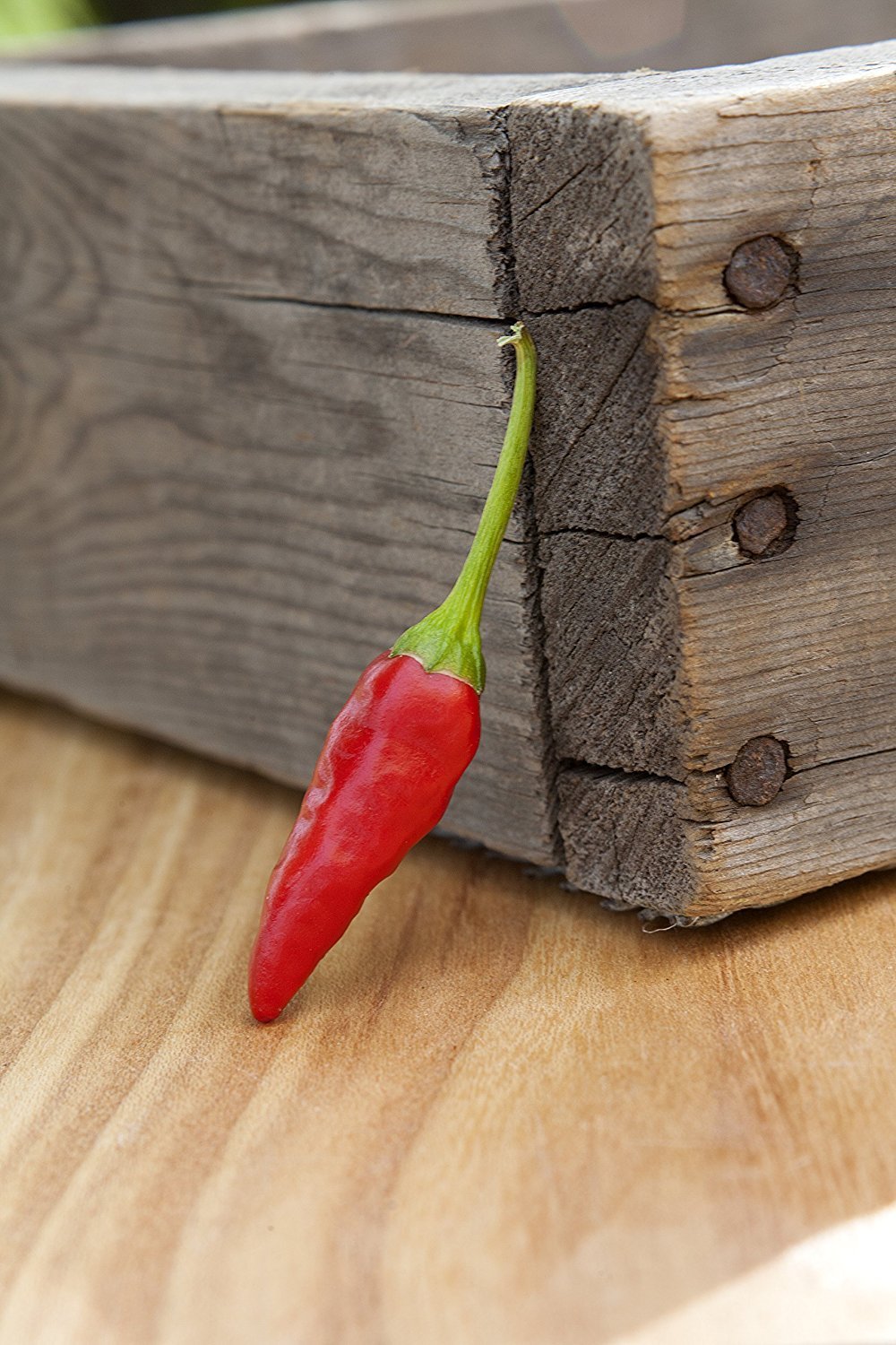 Premium African Pequin Birds Eye Heirloom Pepper Seeds for Planting - Hot Chili Pepper Seeds Packet - Great for Home Gardening, Cooking & Spicy Food Lovers