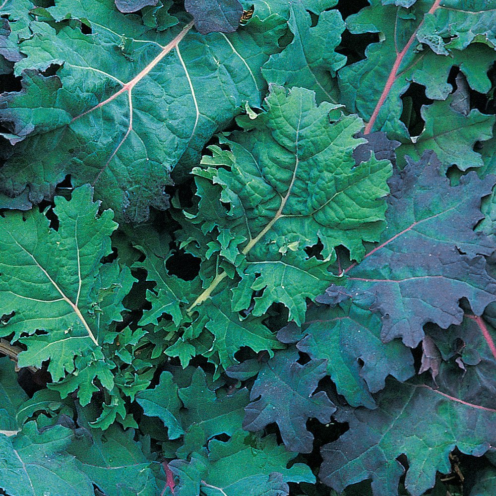Burpee Red Russian Kale Seeds - Non-GMO, Heirloom, 500 Seeds Pack for Organic Gardening, Salads & Smoothies